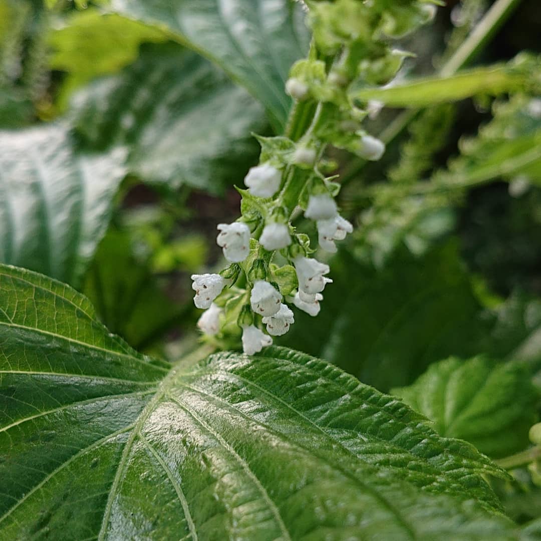 青じその花