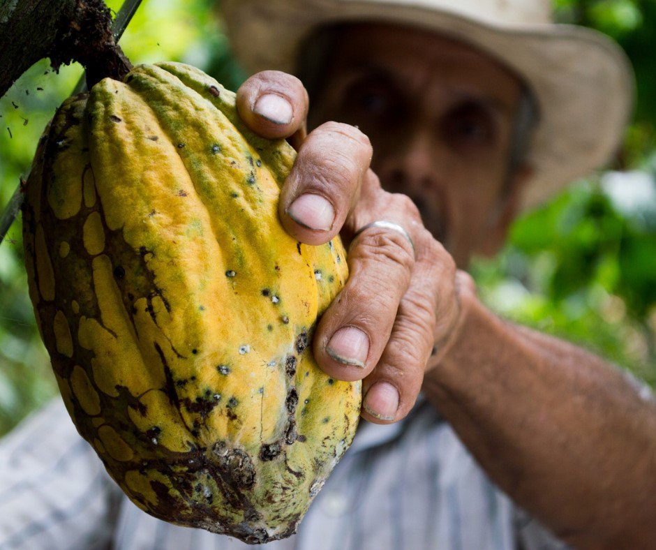 PausePlaybook's tweet image. Let's talk #cacao!
Cacao is the product of the fruit of the Theobroma Cacao Tree. Cacao is derived from the seed pods of the #CacaoTree. The flavor and bitterness of cacao may vary depending on the growing conditions of the cacao tree. 💚
#NutrientElements #WellnessQuest #Organic