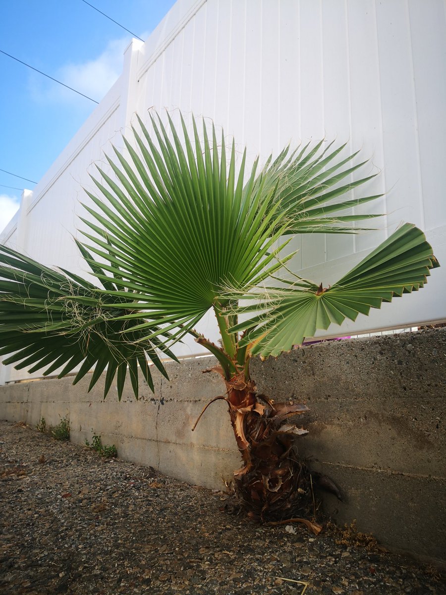 ryanfoland's tweet image. Ta Da had me pretty inspired this morning.

Everytime she gets chopped down, she grows back faster and stronger.

#bethetree 🌱🌴💪