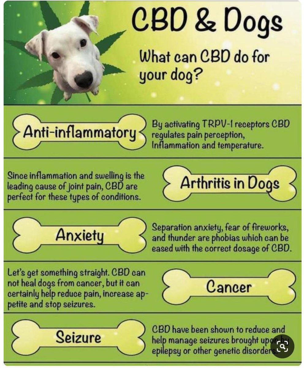 #CBD can help with a range of issues for your #PETS with #bonfire night fast approaching have a look at our range that may help with #anxiety due to fireworks. #HEALTH