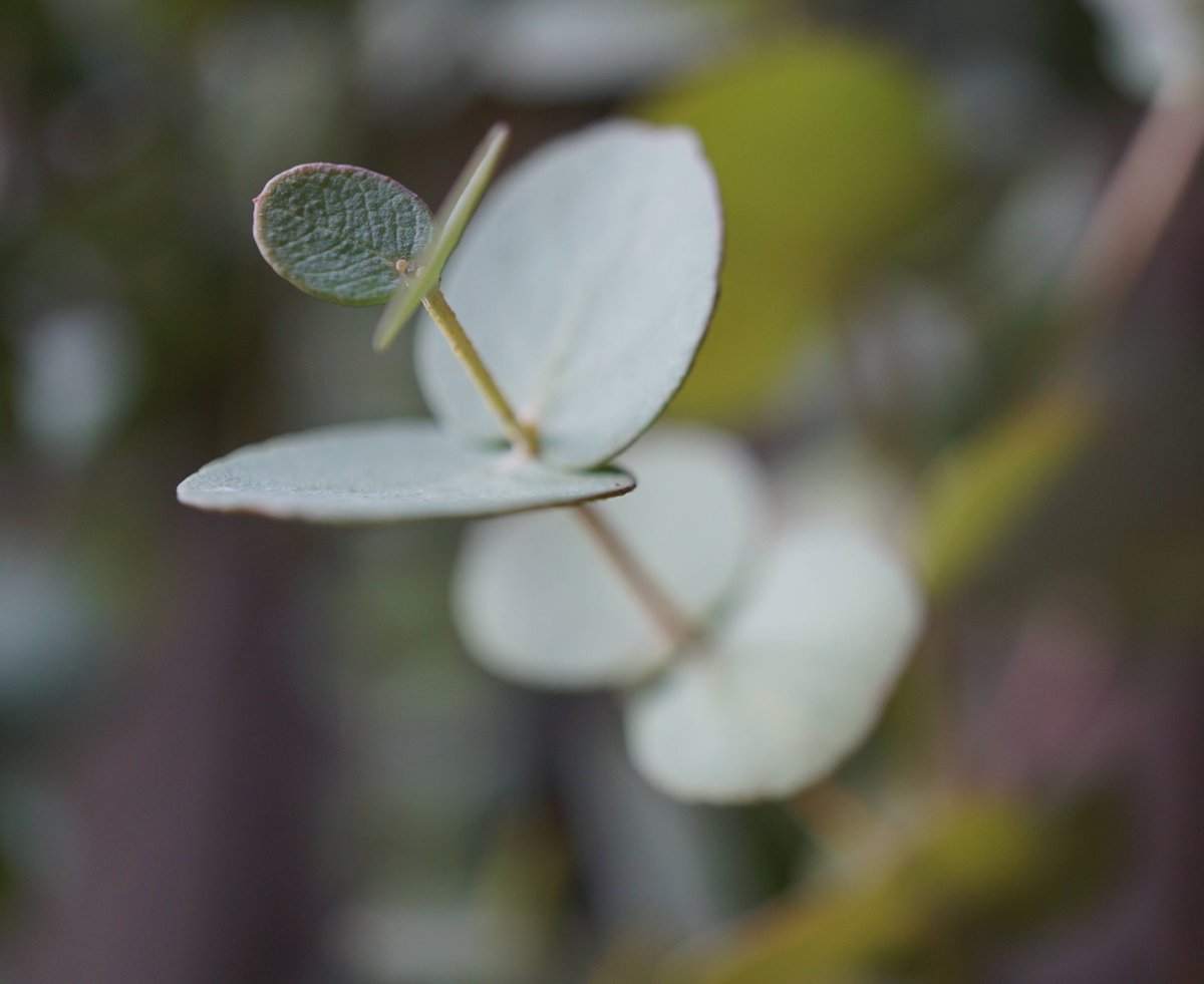 CNRGV's tweet image. See how cute these Eucalyptus trees are!🌳 Their DNA will be the starting point of new story! #HWMDNAextraction 🧬#eucalyptus #opticalmapping @bionanogenomics 
#genomesequencing #plantgenome @LRSV_Toulouse 

cnrgv.toulouse.inra.fr/Services/Genom…