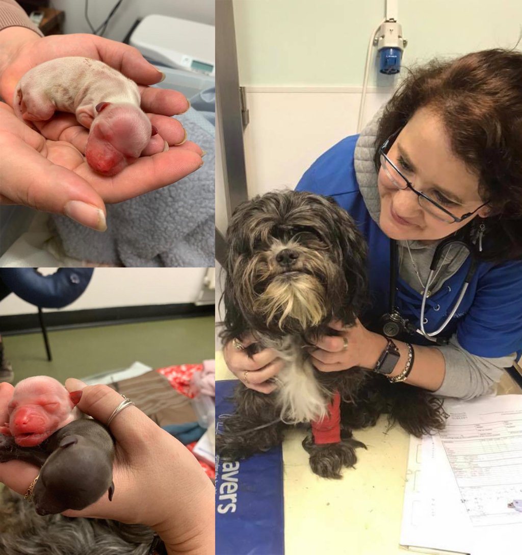 Pet Vaccinations And More Clinical Highlights londonvets.wordpress.com/2019/09/27/pet…