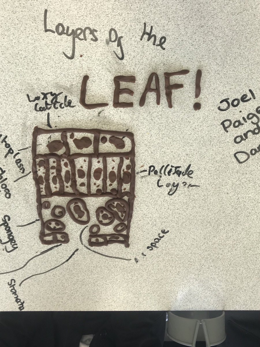 8m2 creating the layers of the leaf from memory using play doh  #structureofleaf #Biology #stomata #photosynthesis <a href="/mrfrankish/">MrFrankish 🥽🧪🔬🧫 ⚗</a> @TimSmithCEO @tmcsjanzan