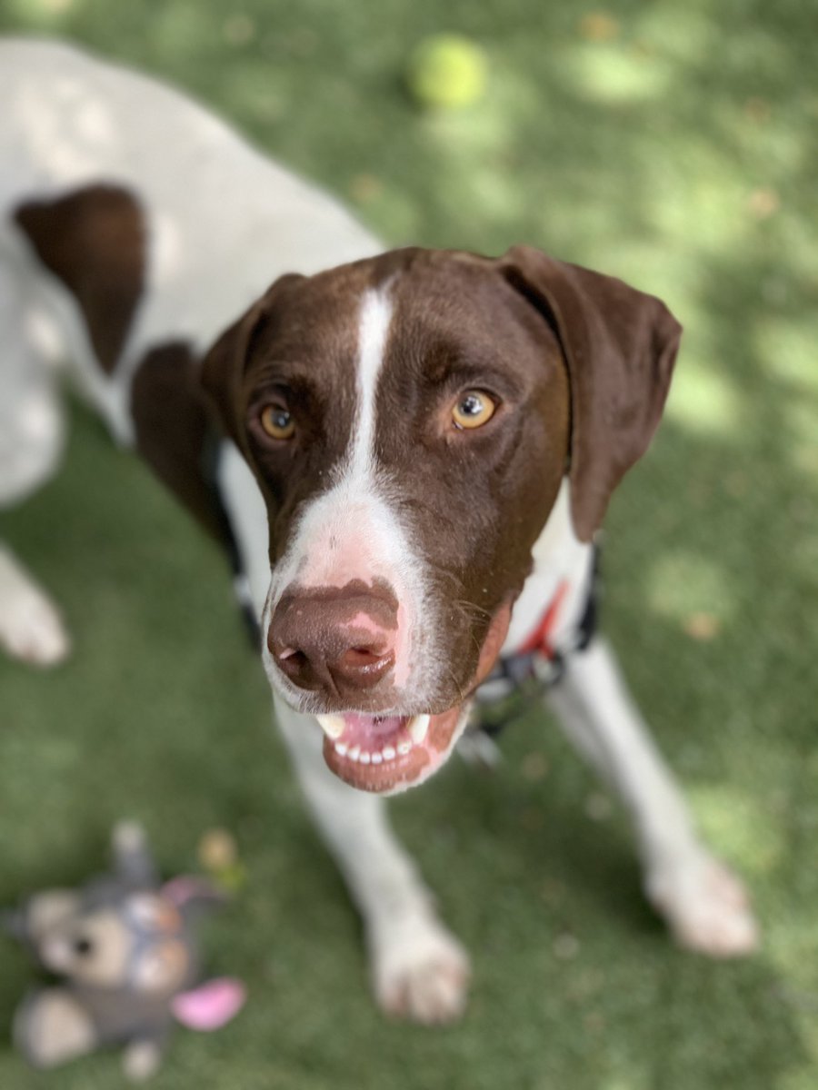 Erika Salcedo On Twitter Morrisanimal Little Ruger Is A Two