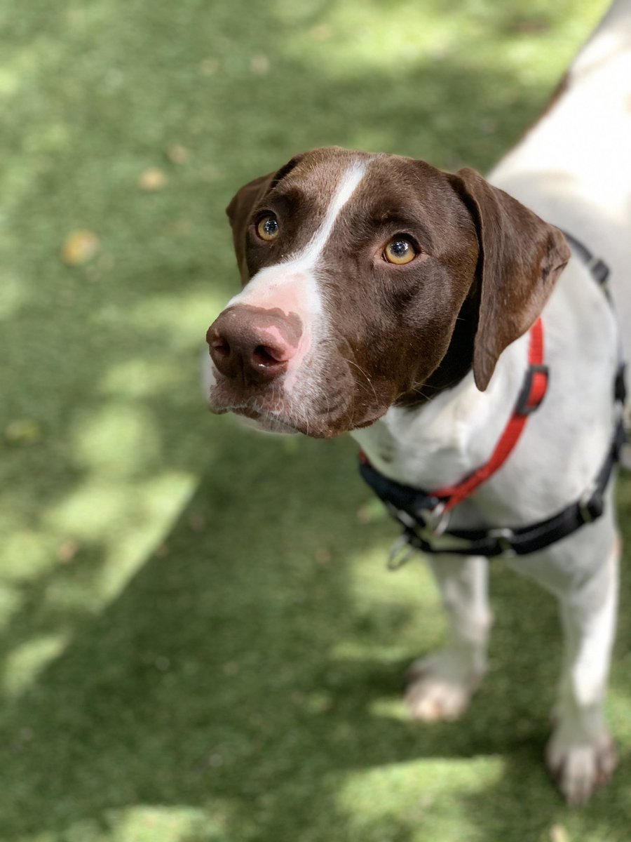 Erika Salcedo On Twitter Morrisanimal Little Ruger Is A Two