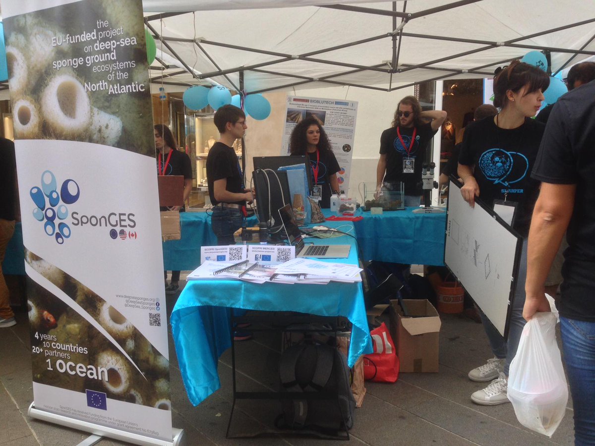 Deep-Sea SponGES tweet media