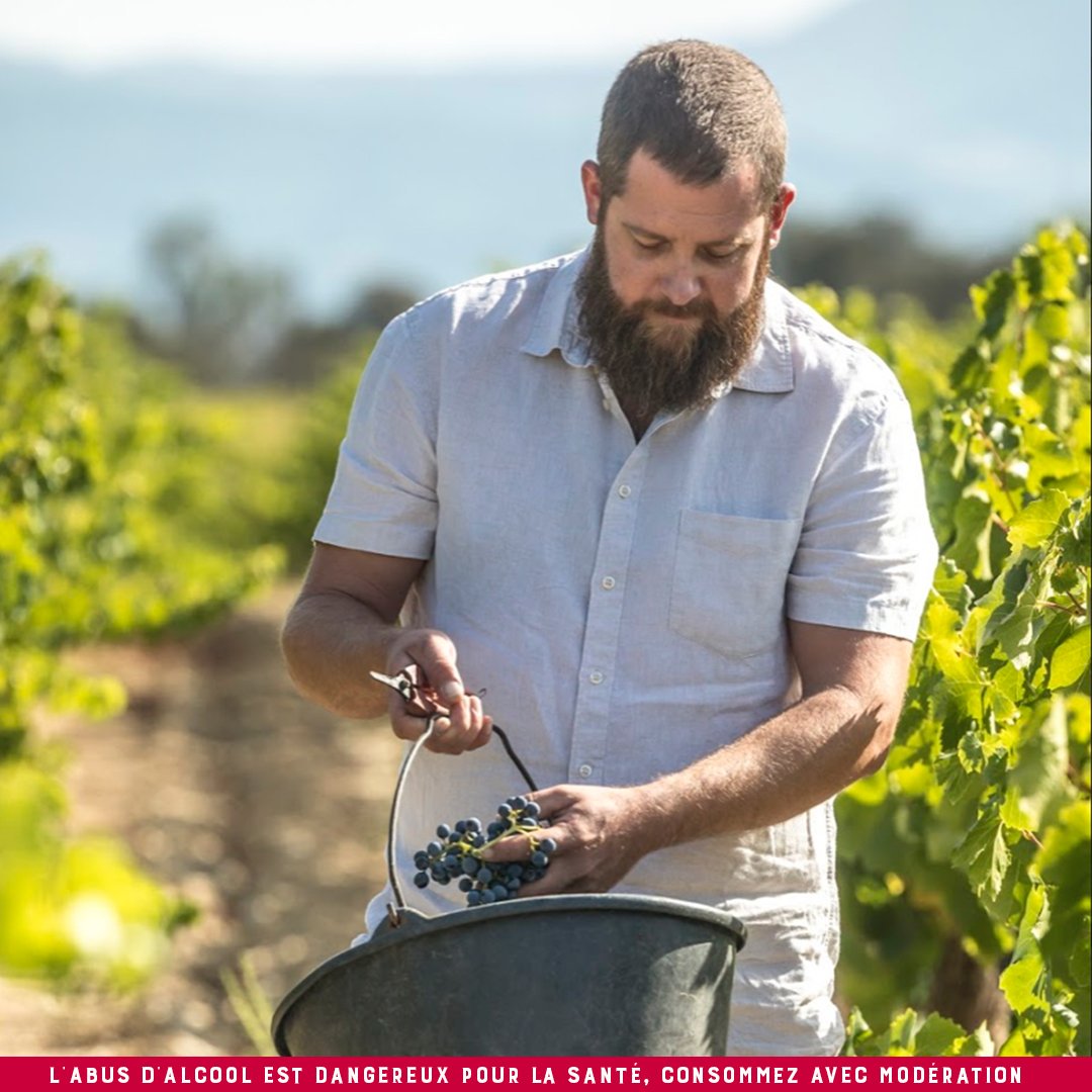 Mathieu est vigneron sur le vignoble de Plan de Dieu. C'est grâce à un héritage transmis de génération en génération qu'il a acquis son savoir-faire unique.
Et c'est notamment grâce à lui que la cuvée Plan de Dieu se révèle si spéciale.

#CellierdesDauphins #vendanges #vignerons