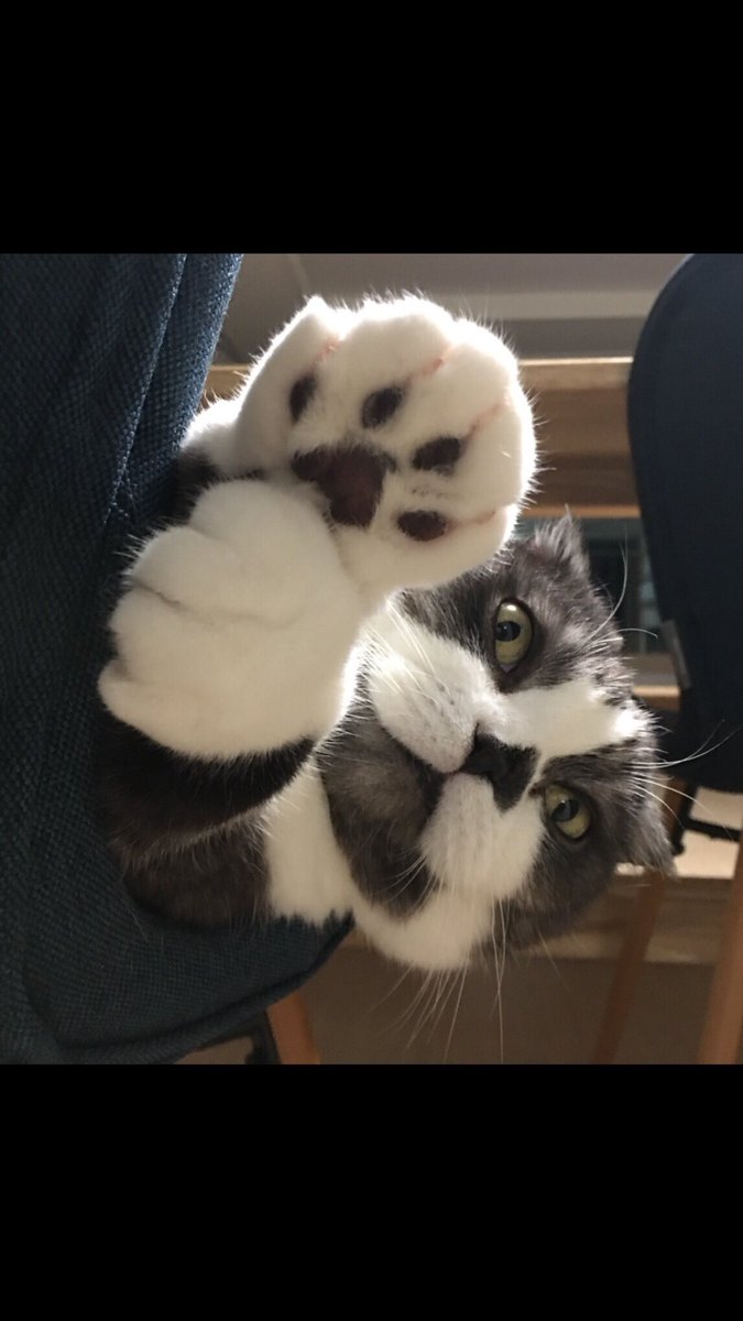 honeybinggot tweet media