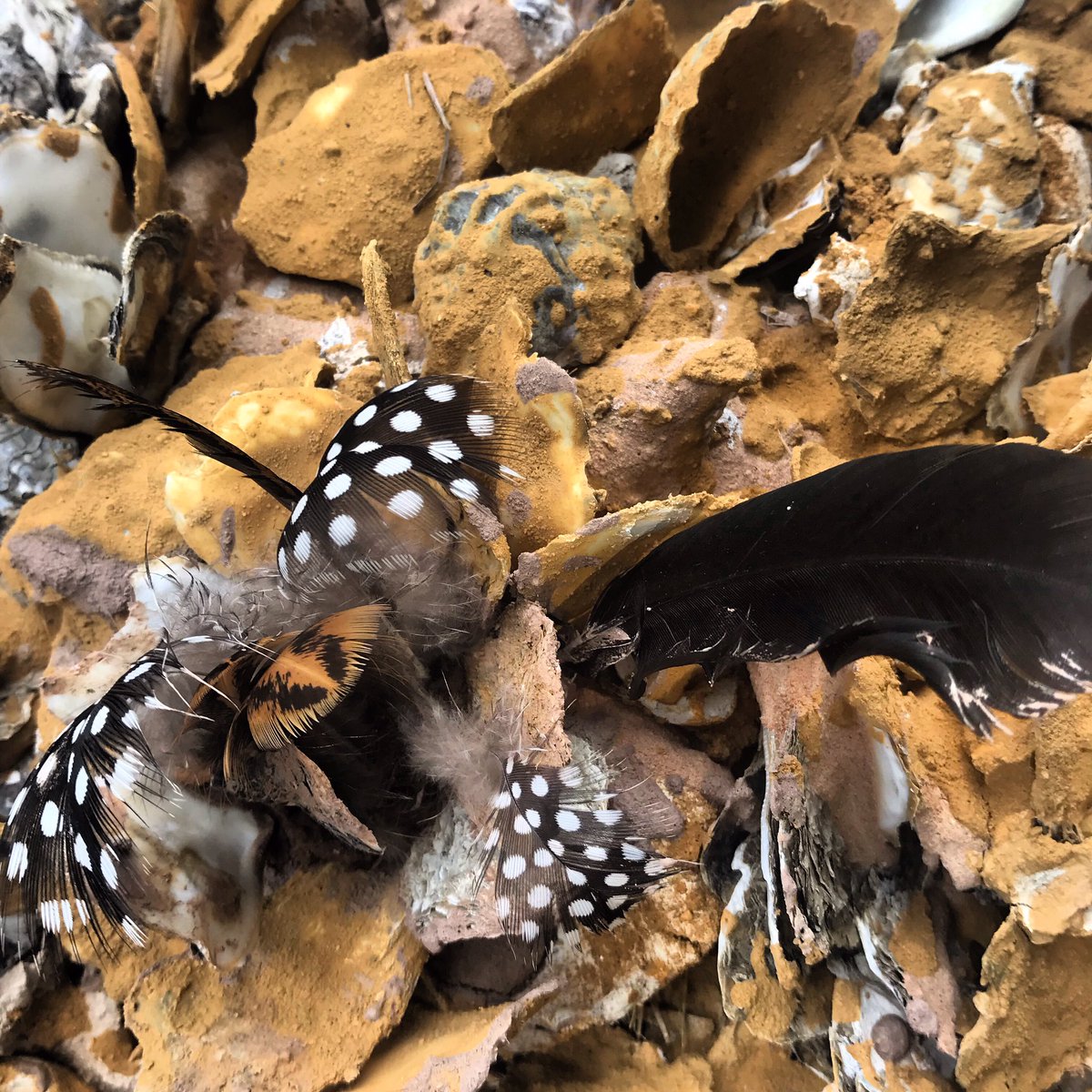 sjmoore1970's tweet photo. Oyster Reef; UNSW Diversity Fest #Unswdiversityfest #unswbees #oysters https://t.co/o3cJl14sw2