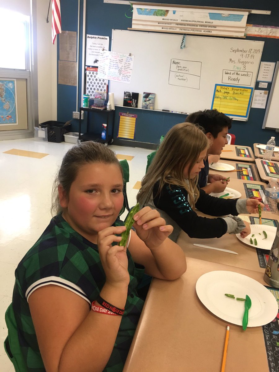 CarolRuggerio's tweet photo. Seed search is underway! Students enjoy learning about the #structuresoflife !
@marbrkprincipal @DanaFarrior #GoMarbrookDolphins https://t.co/PZ9zTmu3Z0