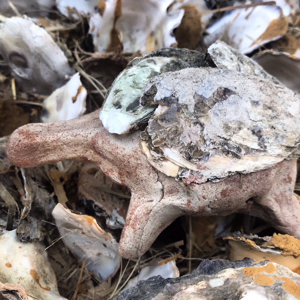 sjmoore1970's tweet photo. Turtle created by Jeff Welch through the oyster reef; inclusive art practice #Unswdiversityfest #oysters #unswbabs #unswscience #unswbees https://t.co/rQea2mFB5F