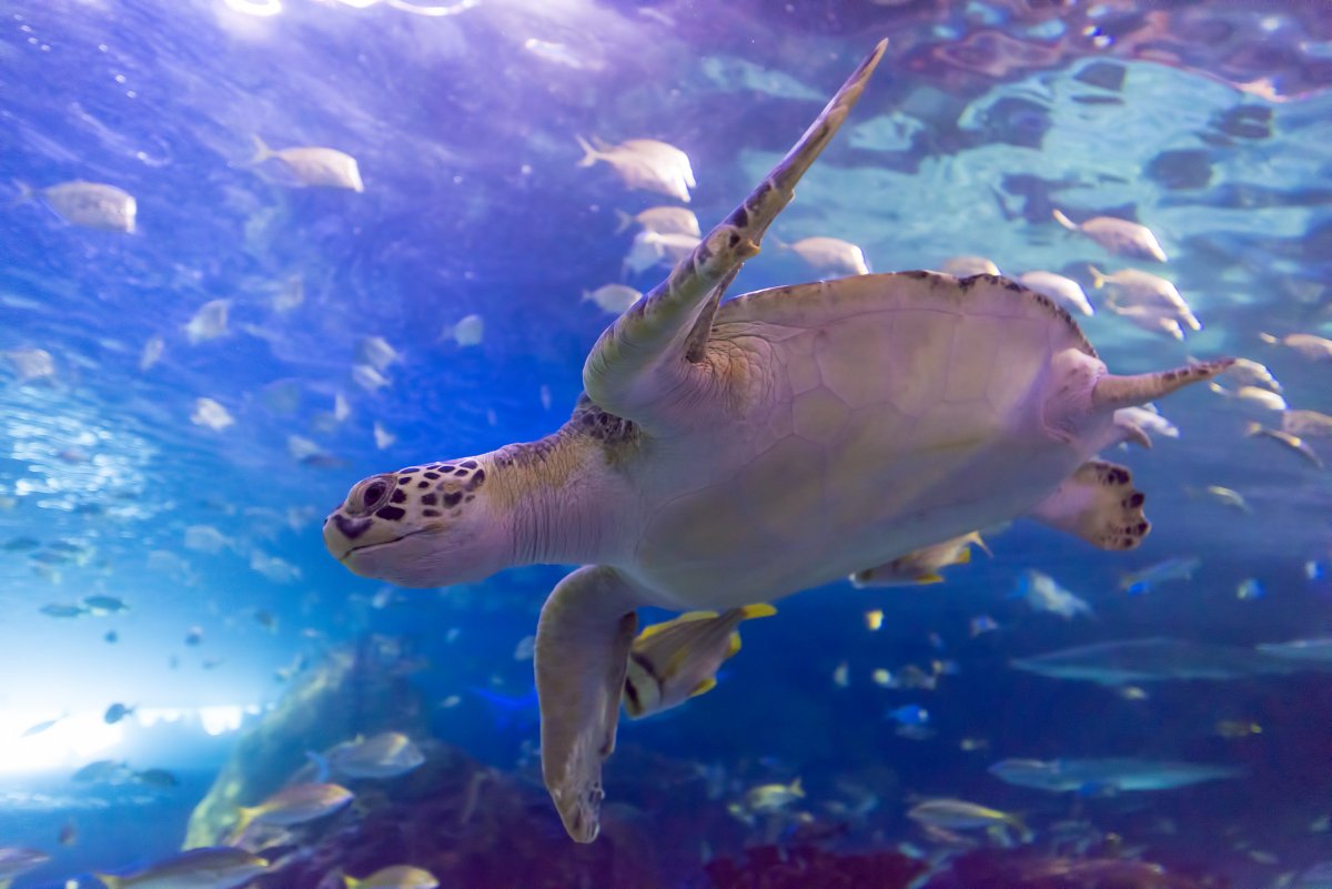 RipleysAquaCA's tweet image. Green sea turtles graze and maintain seagrass beds to provide homes &amp;amp; nutrients for other organisms. 🌊🐢

Due to habitat loss and fisheries bycatch turtles are endangered and it&apos;s directly affecting the decline of ocean health.  

The need for change is now! #FeaturedFishFriday