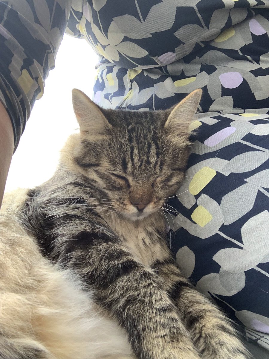 sjreed's tweet photo. Cat cafe @PawsRomsey chilled afternoon drinking tea and stroking Teddy. https://t.co/J6ShB4Z47s