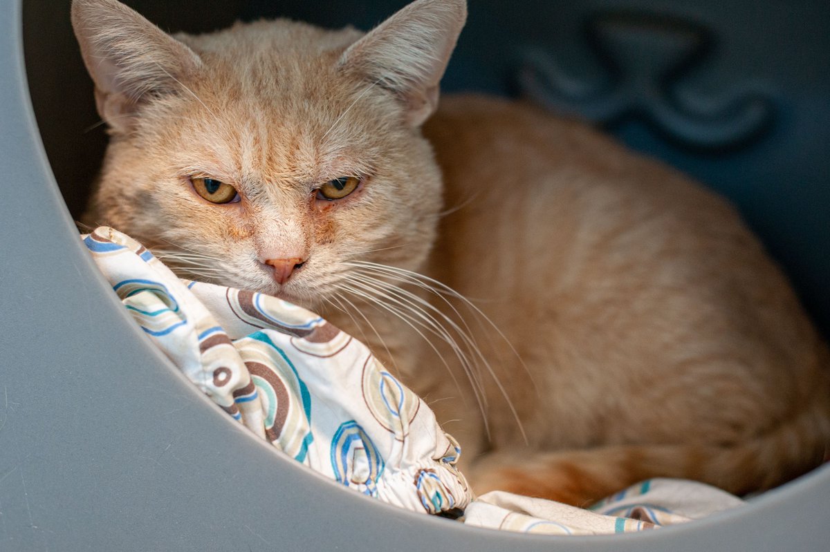 animalfndlv's tweet photo. This weekend, #ThanksToMaddie and @PetProjectNV, you can adopt cats like Morris without an adoption fee! Morris is a 3 year old male cat who is shy but loves being cuddled. Help Morris find his furever home! https://t.co/aPKE8rjT1m