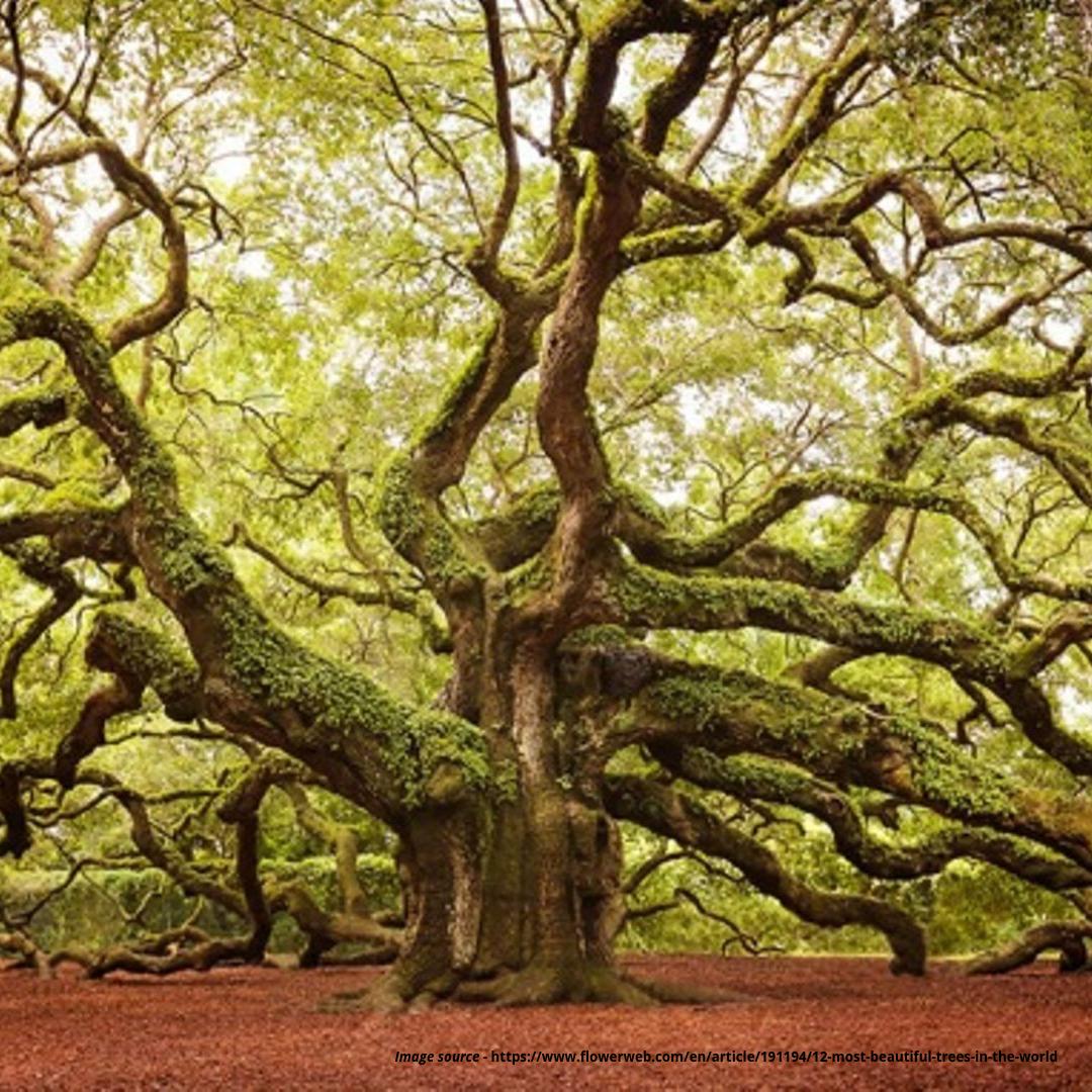 PBHardwoods's tweet photo. Did you know this Angel Oak tree is over 1,500 years old. Standing at 66.5ft tall and it's longest branch is 187ft in length! 

https://t.co/XSoCmQfswl #Oak #OakTree #Timber #Hardwood #Wood #Tree https://t.co/DY1Xq8jSDR