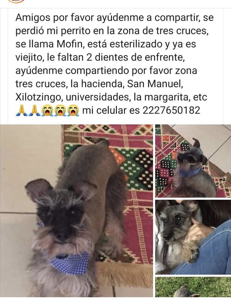 Karlaasdfg's tweet photo. Seguimos buscando a mi perrito perdido el 21/09 en 3 Cruces( zona #Xilotzingo #SanManuel #ayudaconunRT #RT #perritospuebla #perrosperdidospuebla #puebla @FRYDApuebla @AngelesPeludos1 https://t.co/3ZipPNFBEA
