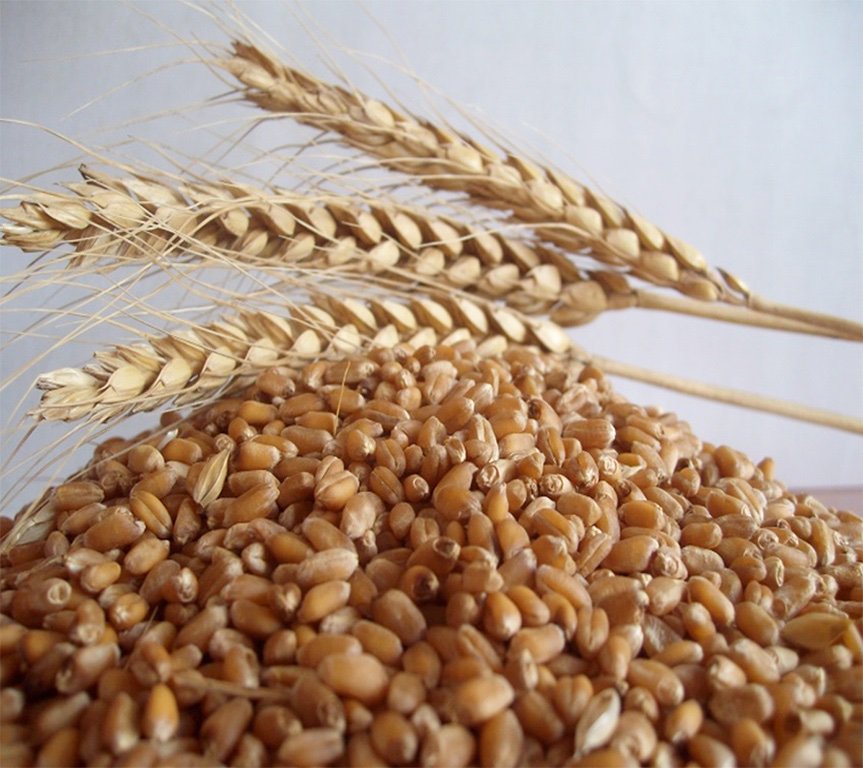 Пшеничное зернышко