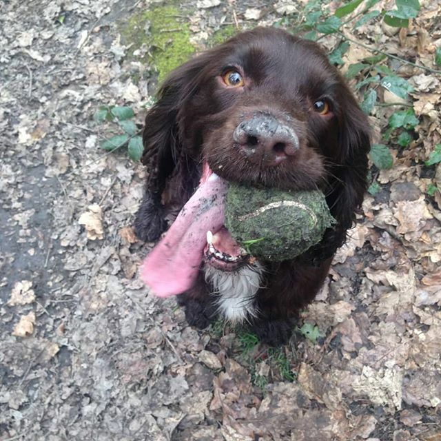 Luna here! The 4 legged member of Beauties and the Bog 🐕🏃‍♀️ I'm really excited to announce that a week today I'm taking on my biggest challenge yet - the 'Dog' Graham. This challenge is nothing to be sniffed at; One dog, 42 fells, over some extremely ru… ift.tt/2ndpqzv
