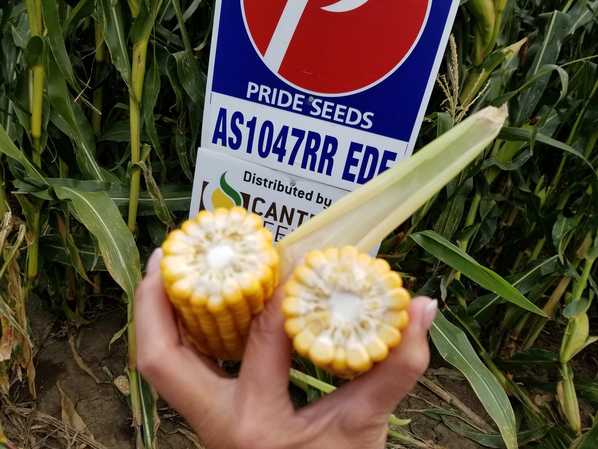 Page__Newton's tweet photo. So I'm still in ❤❤❤ with the "Showgirl" #AS1047 at South Island Farms!!!  #18round #FlexEar #cowchow #silage19 #BEEF https://t.co/B6eODp8J8d