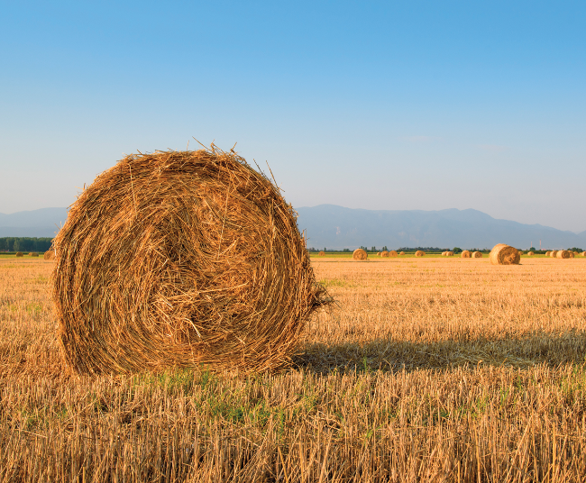 Le soutien des Québécois à leurs producteurs agricoles, en privilégiant leurs produits dans leurs paniers d’épicerie, est une condition essentielle au développement d’une agriculture à la fois rentable et durable pour tous #AgQc #polQc #CAPERN #LaCoopfédérée