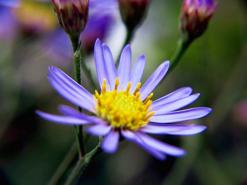 シオンの花
