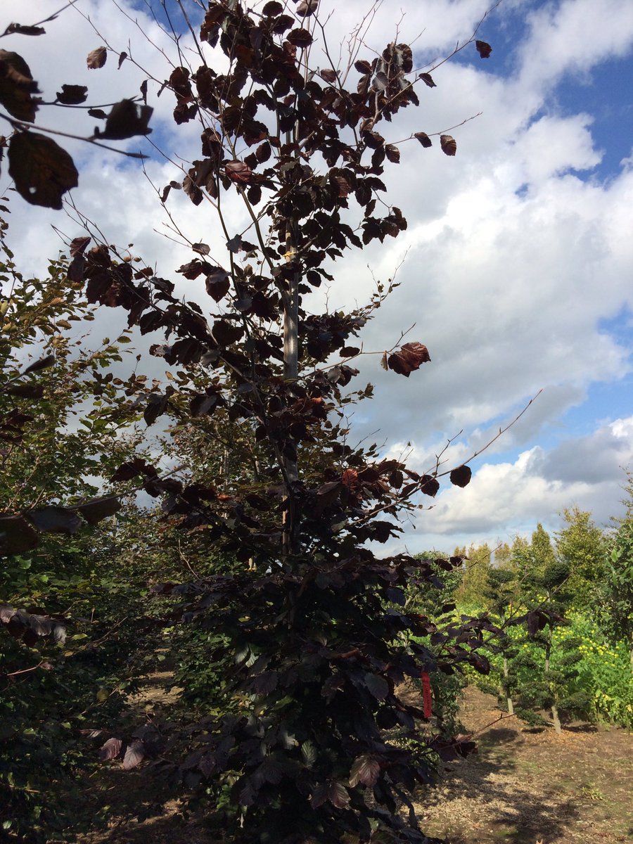 ThijsLippie's tweet photo. Zo...rode beuk voor in mijn tuin is uitgezocht... #bestgroot #tuinieren #tuintweet #gardentweet https://t.co/iQdya00r5T