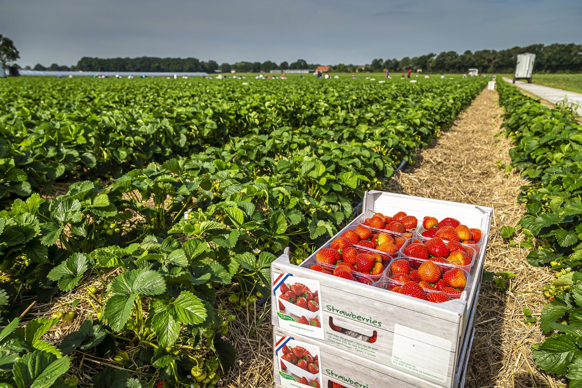 Afgelopen seizoen heeft <a href="/koenmol/">Koen Mol</a> ons bedrijf gefotografeerd. Wat een klasse fotograaf!