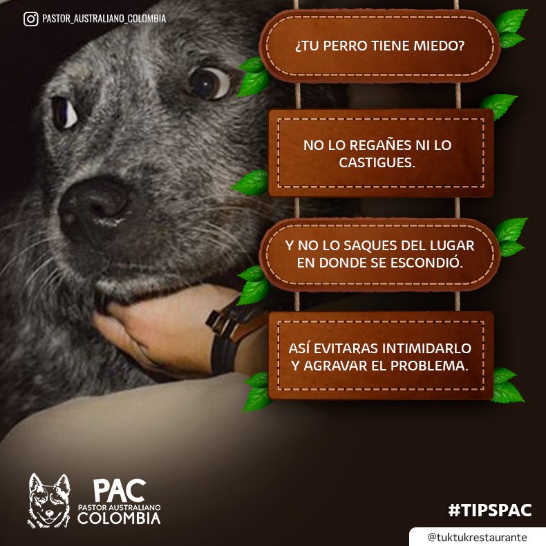 ColombiaPastor's tweet photo. Nosotros aportamos a su estabilidad emocional 🐺💞
•
•
#pastoraustralianocolombia #pastorganaderoaustraliano #australiancattledog #PAC #blueheeler https://t.co/raROw1S1fR