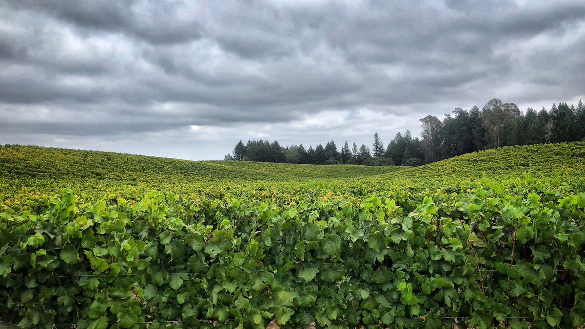 Feeling like Fall at Katherine Lindsay Estate in Russian River Valley. #paulhobbswinery #vineyard #pinotnoir