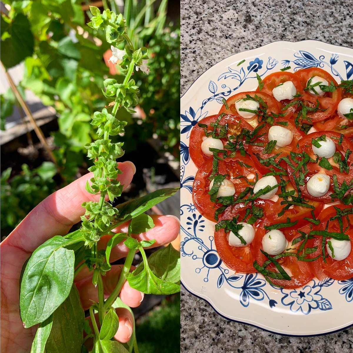 VitaminaBea's tweet photo. Lo mejor de tener mini huerto es que tomas la albahaca fresca del jardín y se la agregas a esta Capressa hecha por @dalilaroberti que le quedó riquisima! #albahaca #tomates #capressa #mozzarella https://t.co/8G7wa00AMk