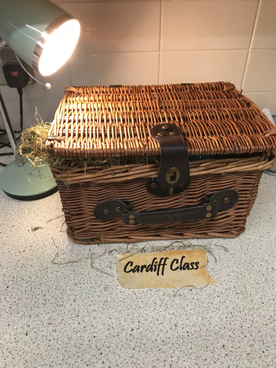 Trinity_Pri_Sch's tweet photo. @andyjshepherd look what Cardiff Class found this week with a letter from the mother dragon asking us to look after it! We’re reading your brilliant book but wondered if you had any expert tips for us? @OpenUni_RfP @Talk4Writing https://t.co/l6cHNlZlVf