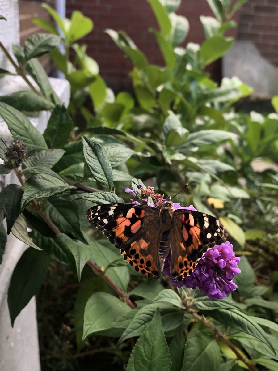 HolliesDesigns's tweet photo. Today we let our last butterfly go! Kind of sad to see them go after seeing them grow☹️🦋#bittersweet #butterfly https://t.co/0W9A5nqVvj