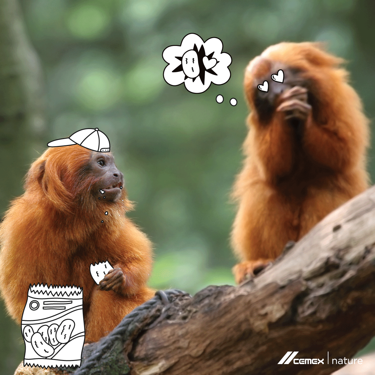 Is this the face you make when you hear your friend opening a fresh bag of chips?  👀👂These Golden Lion Tamarins are very social and live in groups called “troops,” and they’re usually born twins.
