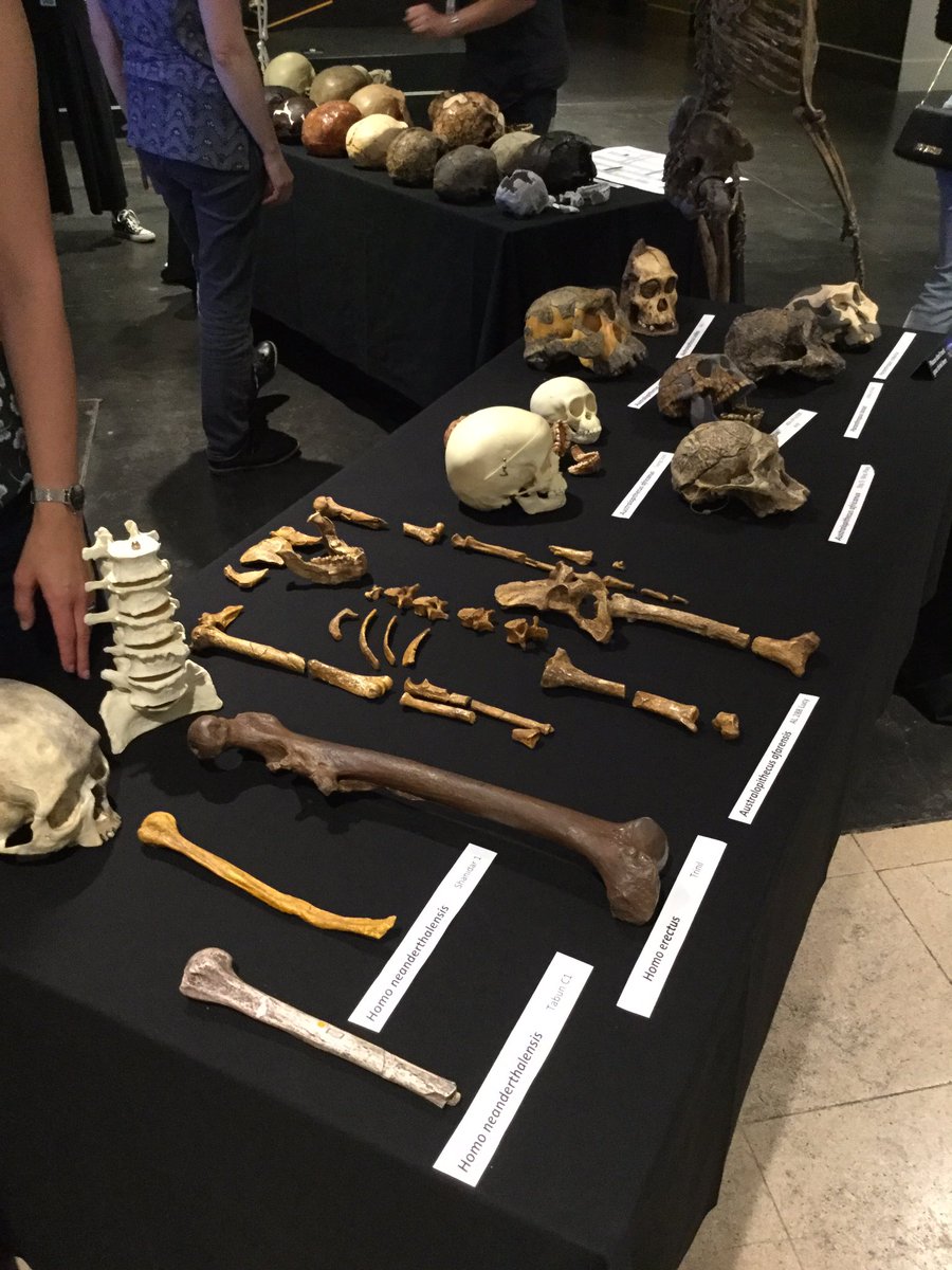 NHM Anthropology tweet media