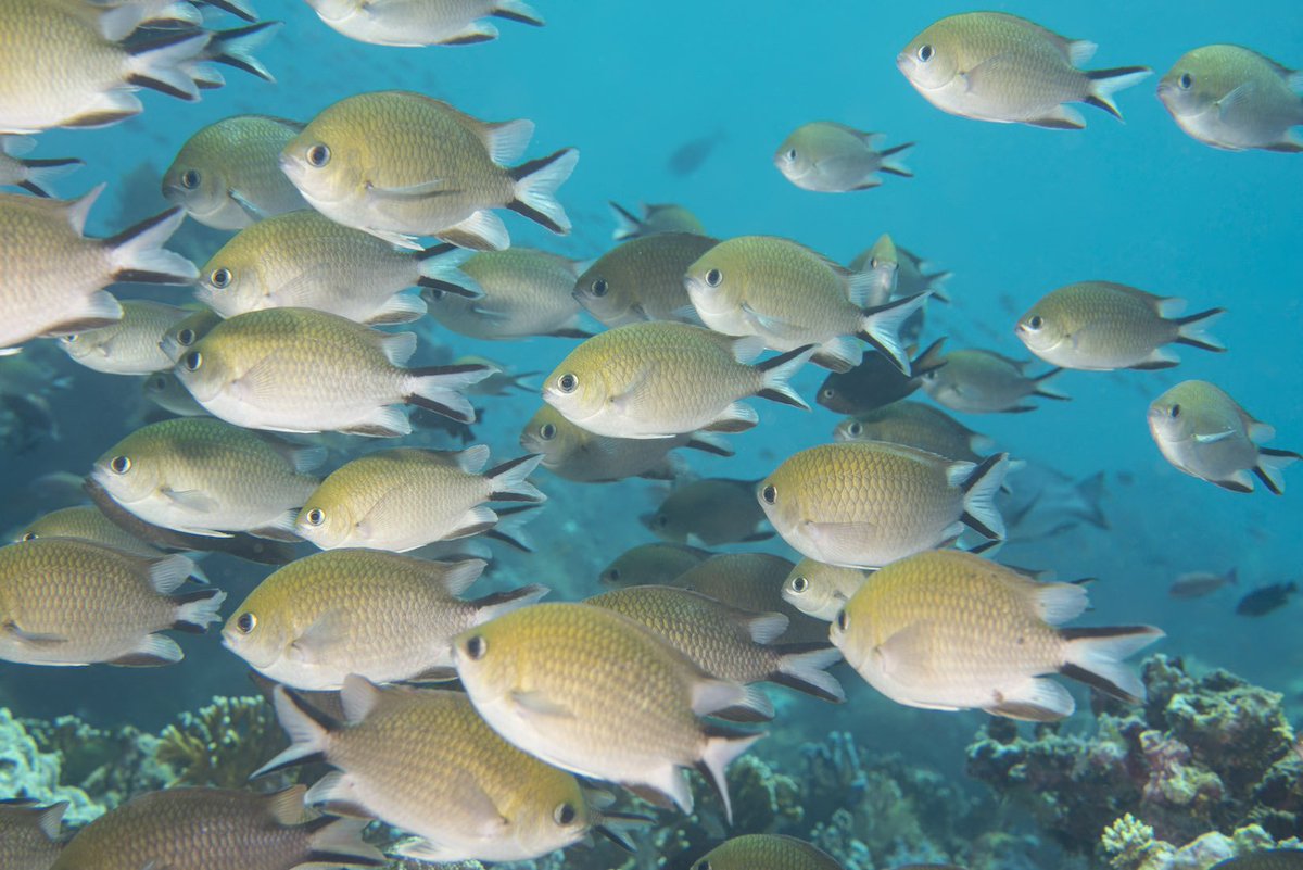 Ocean First Education tweet media