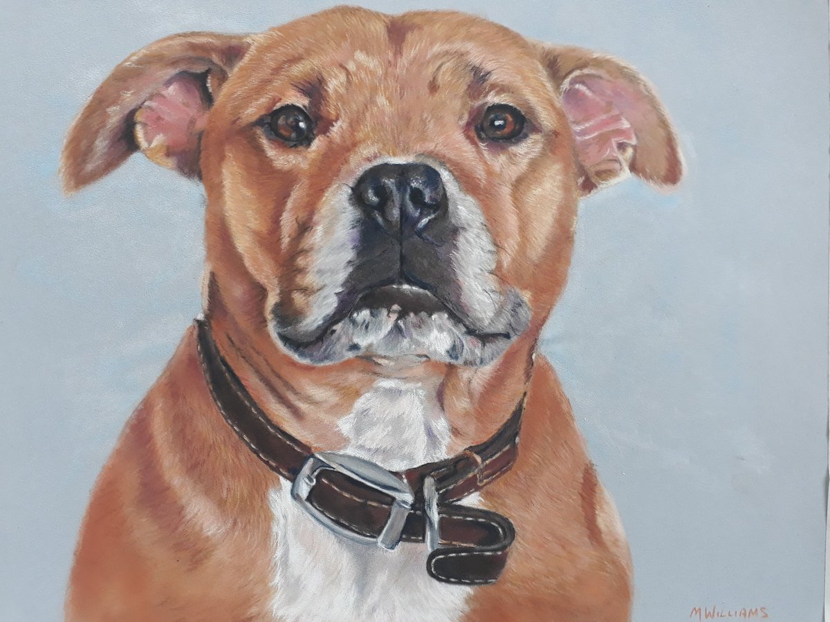 riamarialew15's tweet photo. I feel like ive neglected Twitter for a while but for good reason, just been super busy. I thought I'd share the latest commission piece, a very gorgeous staffie in pastels.
#pastel #pastelmat #carbothellos #panpastels #pets #Staffies https://t.co/15sswLcmjo