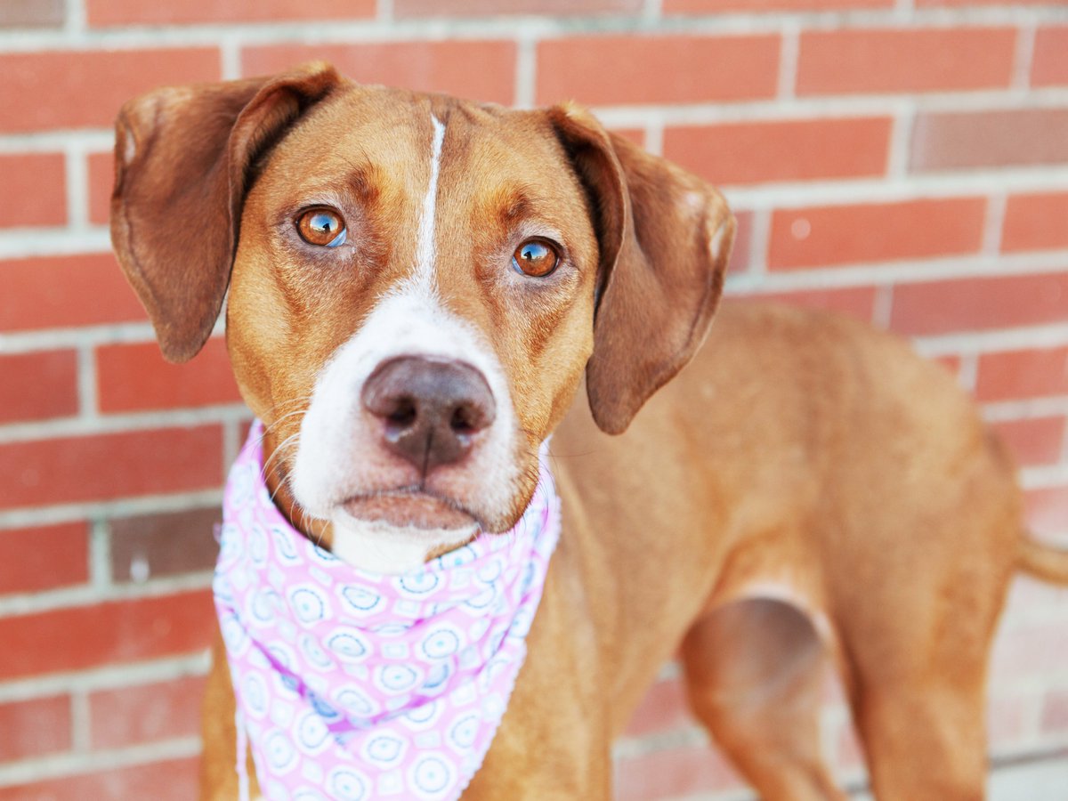Friends of Lucas County Dogs tweet media