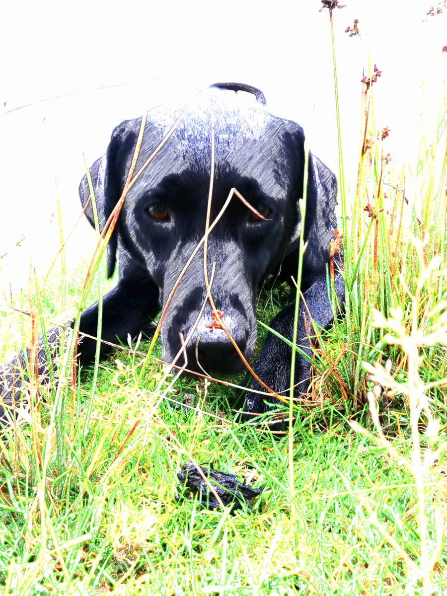 ConservationDog's tweet photo. This week was very wet for all our dogs all over the country! They never lose enthusiasm though and are always happy regardless of the weather. A successful week for them, back to it again this weekend. #busydogs #snifferdogs #bats #conservation #gcn #happydogs https://t.co/cv3aUDslbD