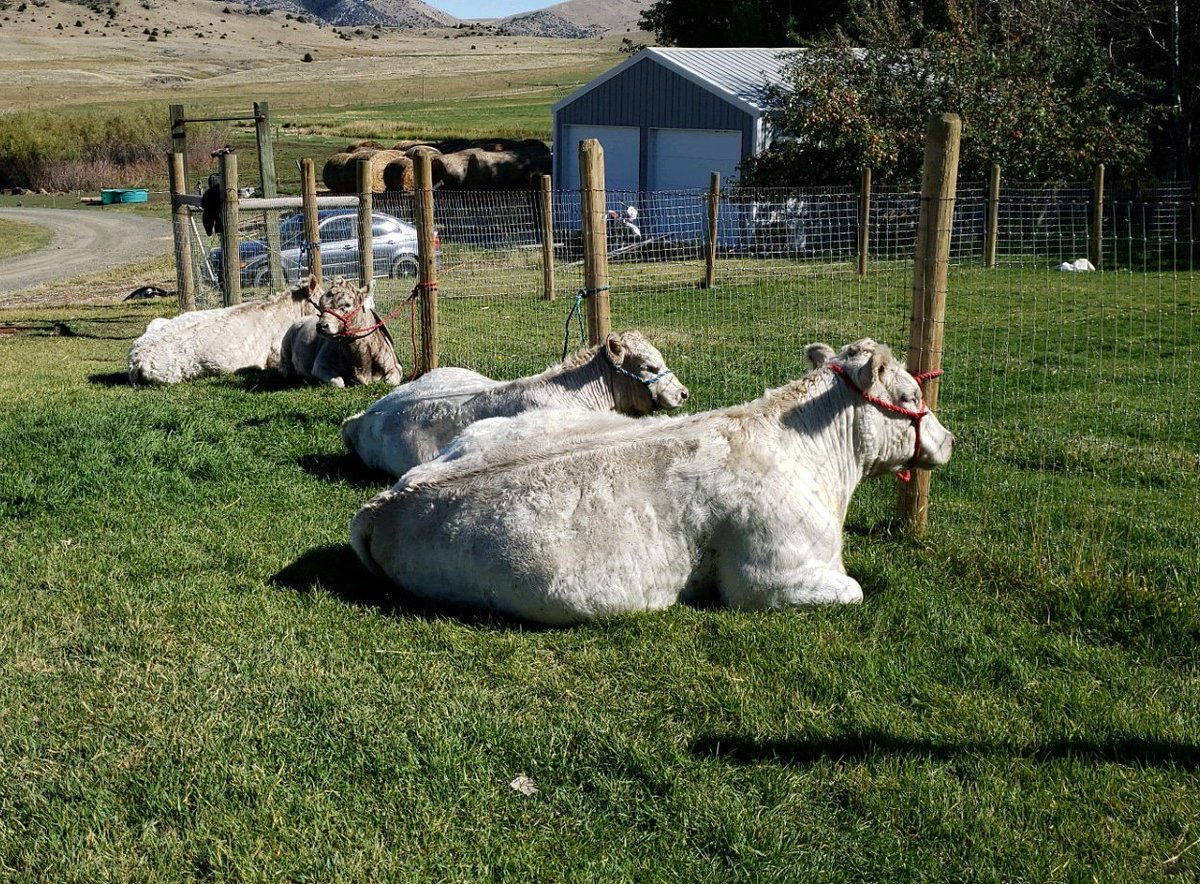 CatalystCattle's tweet photo. Preparing for the show!
#catalystcattle #Montana #murraygrey #murraygreyinternational #showcattle #show #showcows #thisranchlife https://t.co/YlyoGYgjLn