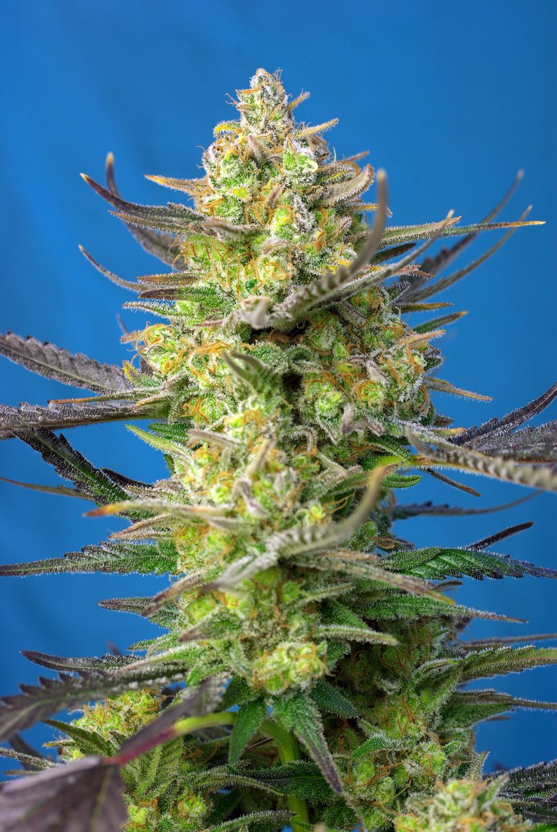 HIGH_TIMES_Mag's tweet image. Sweet Cheese XL Auto® (SWS77) of @sweetseeds_es. Preserves the intense and characteristic remarkably sweet Skunk aroma of Sweet Cheese® (SWS19). #SweetSeedsOficial #SweetSeeds #fastversion #SweetCheeseXLAuto #AD
