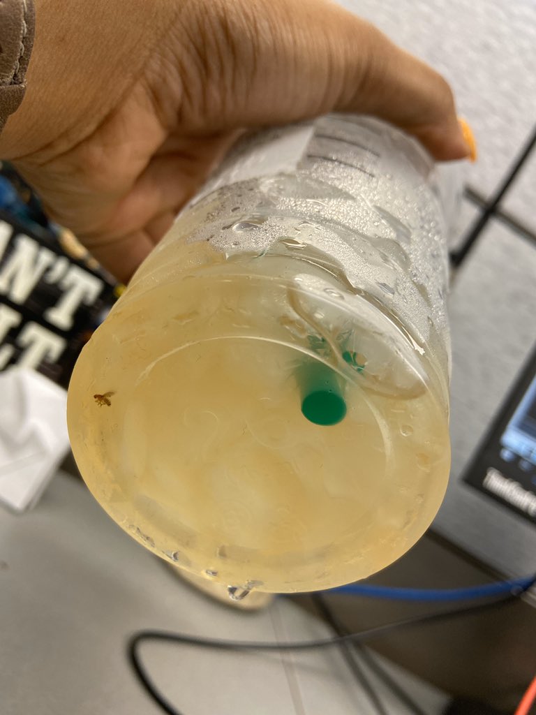 _kaseymoore's tweet photo. Casually just found a bug in my @Starbucks tea.... highly disgusted. Probs not going back for a while 🤢 https://t.co/oCyOOge9vq