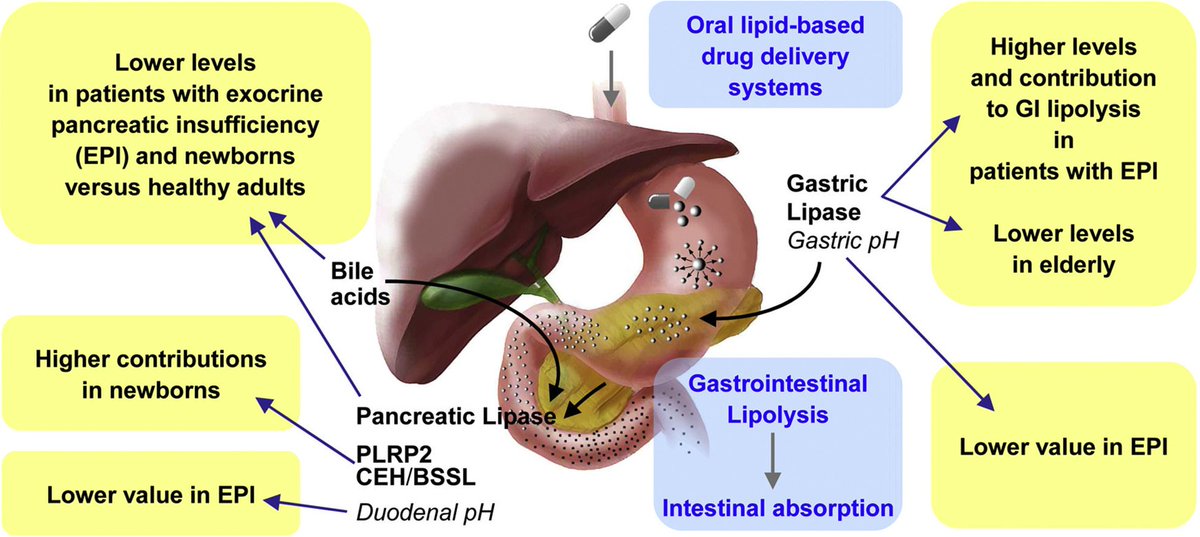 “Variations in gastrointestinal #lipases, pH and #bileacid levels with food intake, age and diseases: ... oral lipid-based drug delivery systems” by F Carrière, S Amara, Advanced Drug Delivery Reviews. #ADDRjournal #SEDDS #oraldrugdelivery. Free to Oct11. buff.ly/2lKMPIi