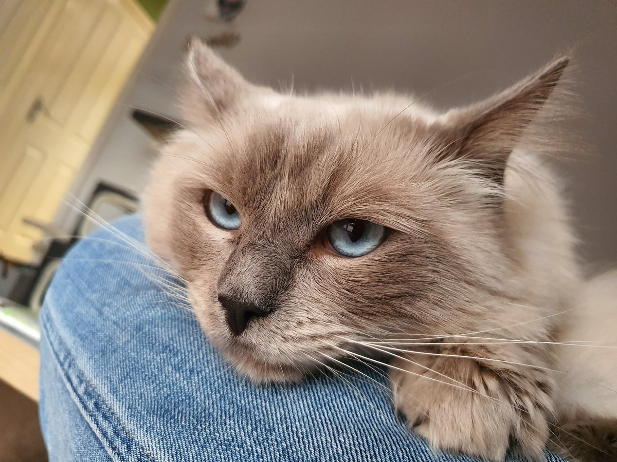 theretropony's tweet photo. Current mood ... #ragdoll #cat #grumpycat2 #faceofscamvictim #GWWMSCAM https://t.co/yxH9AUkkSS