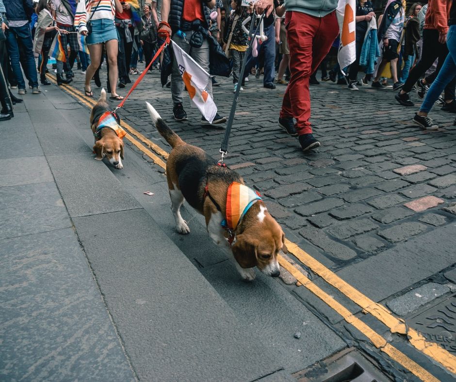 Value Vet tweet media