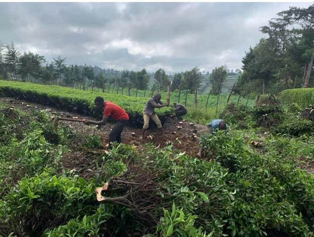 Paul_Muite's tweet photo. Farmers uprooting tea! Urgent GoK intervention at KTDA(forensic audit)needed to avert collapse coffee style.Tea exports 2nd highest foreign exchange earner after diaspora remittances.Without tea exports,the ksh will come tabling down. https://t.co/qqlGjnJJOM
