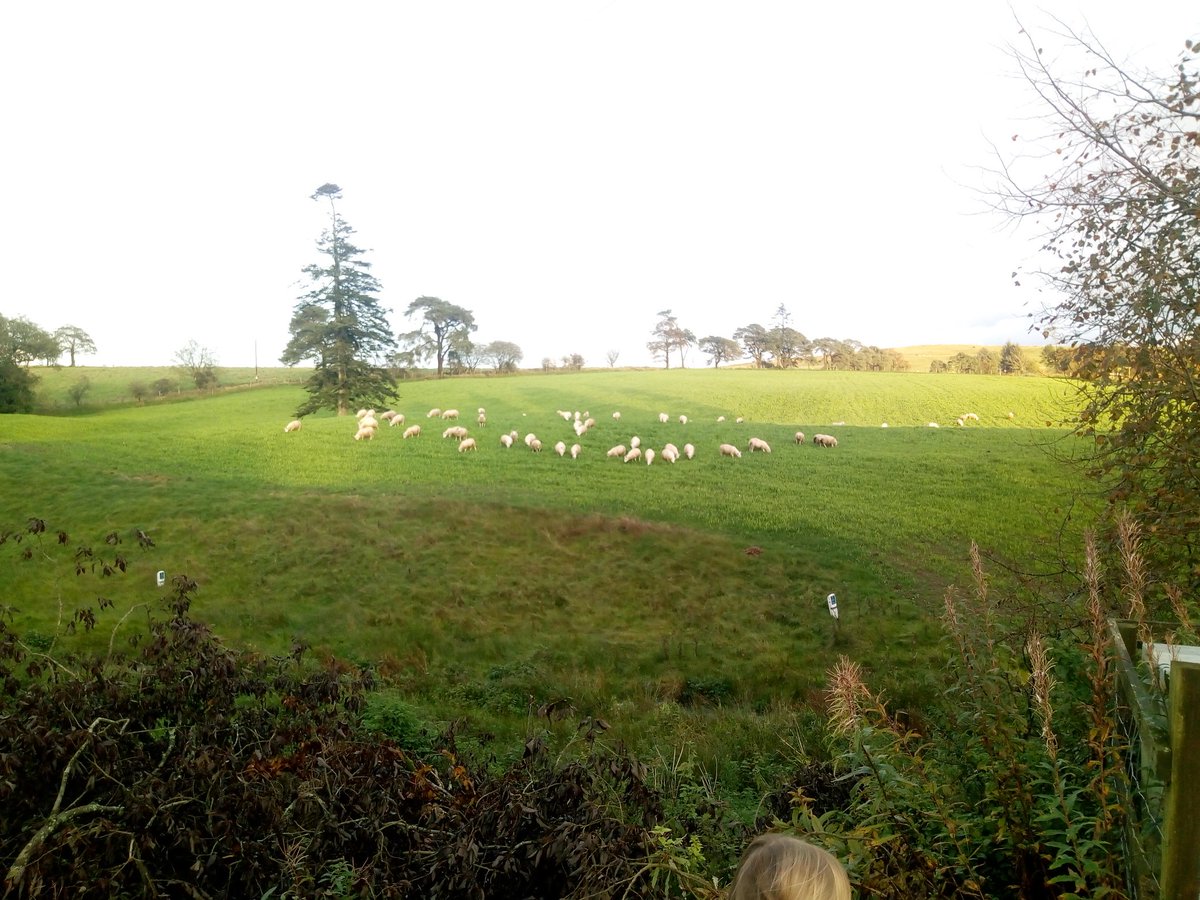 Some of my lambs enjoying their new herbal ley. Nothing beets Scotch lamb...produced from only milk and grasses. Carbon positive, ethical, healthy food production.