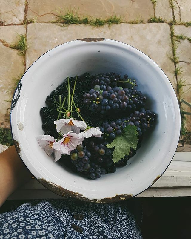 JaiBess's tweet photo. today from a forgiving garden https://t.co/pH12MGIB67 https://t.co/1jailc3cnu