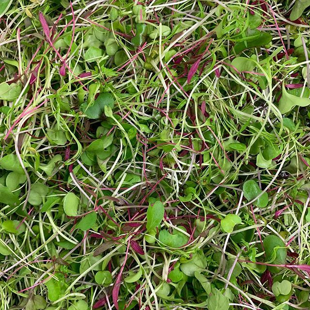 ErnessiFarms's tweet photo. Dreary day? Add a splash color with our Greens Mix! Our delicious blend of kale, kohlrabi, mizuna, carrot, red and green cabbage, and amaranth is sure to brighten up your dish on even the grayest of days! #hydroponics #verticalfarming #indoorfarming #ind… https://t.co/vOUo4ZMdaV https://t.co/lk6ilNn3Mn