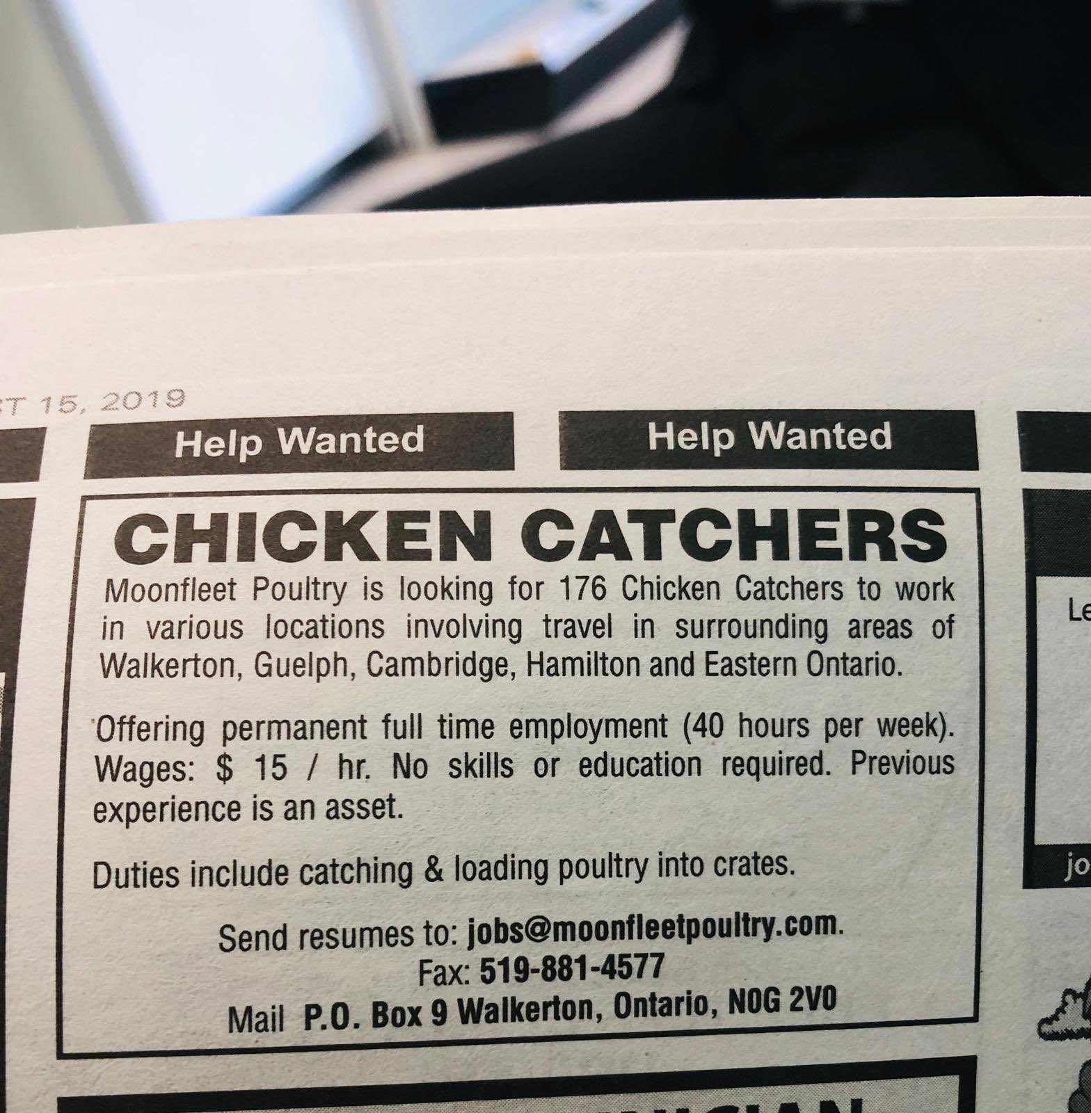 Nnayelugo on X: There was a thread I saw about a Nigerian who got a job as  a chicken catcher in Maple land. Well, this is an advert in a paper for