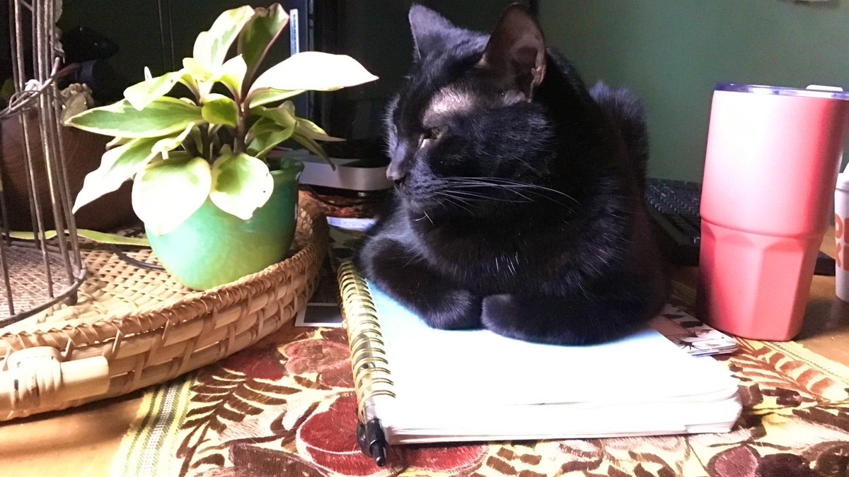 PetsToo's tweet image. Meetings, meetings, meetings.

#FridayMood 
#BlackCats #panfur #CatsOfTwitter